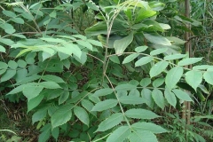 Leaves-of-Chinese-sumac