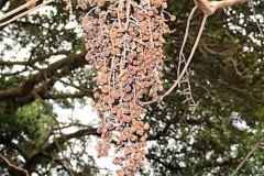 Mature-fruits-of-Chinese-sumac