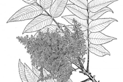 Plant-Illustration-of-Chinese-Sumac