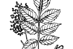 Sketch-of-Chinese-Sumac