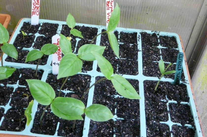 Chinese-violet-seedlings