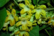 Chinese-violet-flowers