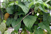 Chinese-violet-leaves
