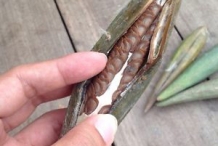 Chinese-violet-opened-seedpod