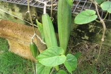Chinese-violet-seedpod-(green)