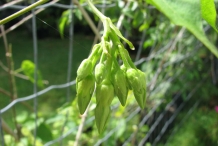 Flower-buds-of-Chinese-seedpod