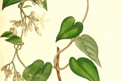 Illustration-of-Chinese-violet