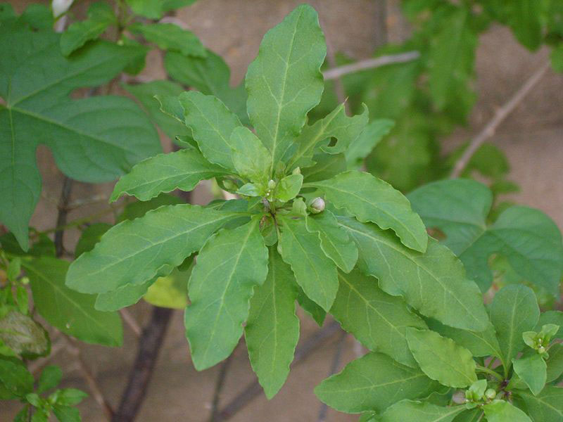Leaves-of-Chinese-wolfberry