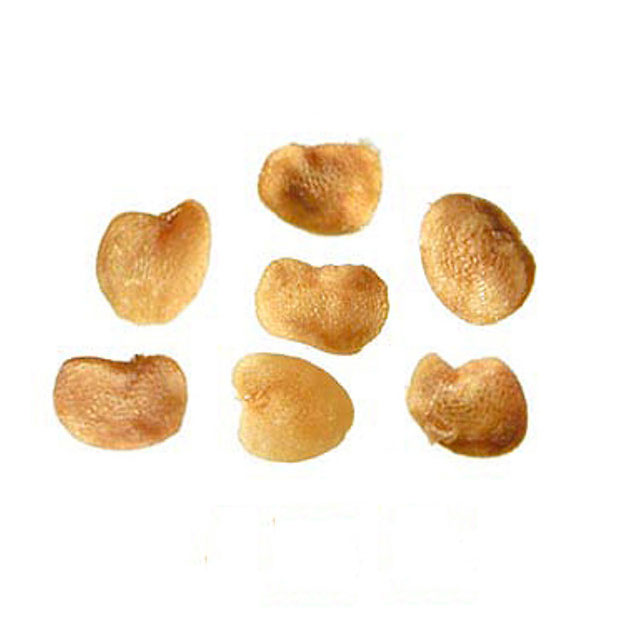 Seeds-of-Chinese-wolfberry