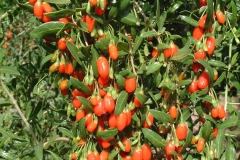 Chinese-wolfberry-plant
