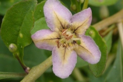 Closer-view-of-flower-of-Chinese-wolfberry