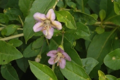 Flowers-of-Chinese-wolfberry