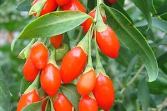 Fruits-of-Chinese-wolfberry