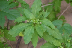 Leaves-of-Chinese-wolfberry