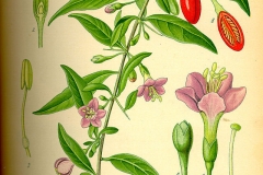 Plant-Illustration-of-Chinese-wolfberry