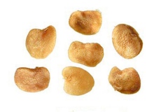 Seeds-of-Chinese-wolfberry