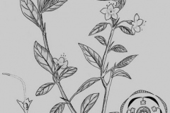 Sketch-of-Chinese-wolfberry