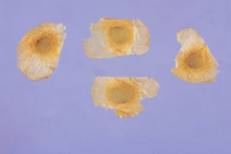 Seeds-of-Chinese-Yam
