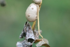 Aerial-tubers-of-Chinese-Yam
