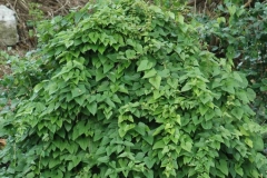 Chinese-Yam-plant-growing-wild