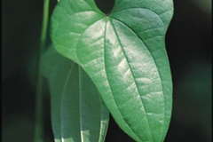 Leaves-of-Chinese-Yam