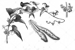 Plant-Illustration-of-Chinese-Yam
