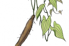 Sketch-of-Chinese-Yam