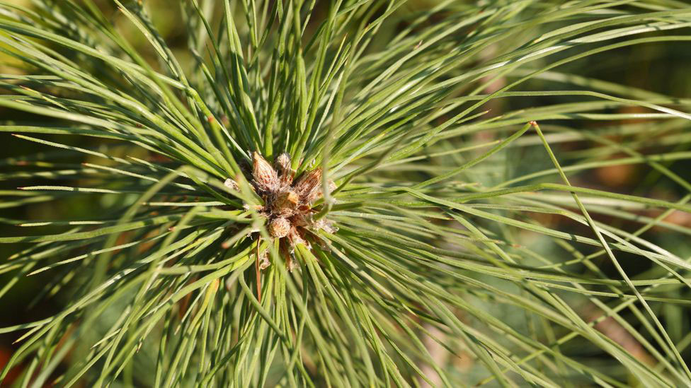 Leaves-of-Chir-pine