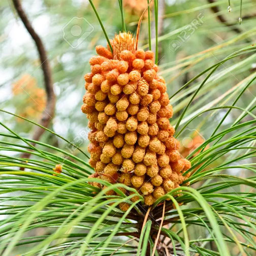 Male-Cone-of-Chir-pine