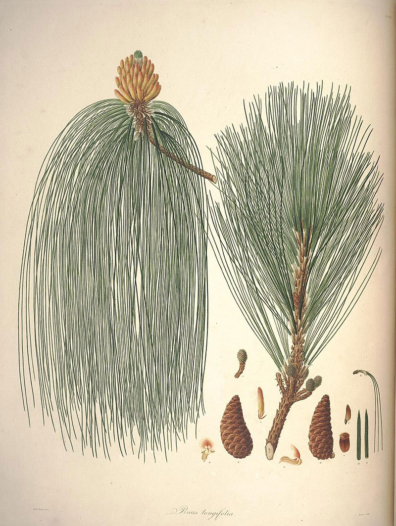 Plant-Illustration-of-Chir-pine
