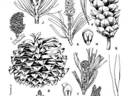 Sketch-of-Chir-pine