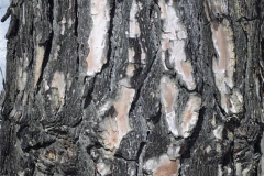 Bark-of-Chir-pine
