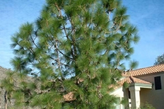 Chir-pine-Tree