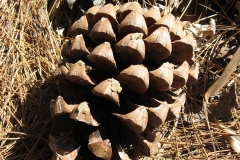 Female-cone-of-Chir-pine