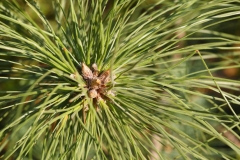 Leaves-of-Chir-pine