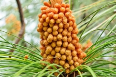 Male-Cone-of-Chir-pine
