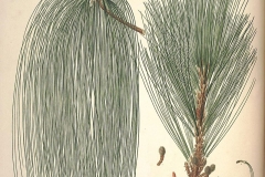 Plant-Illustration-of-Chir-pine