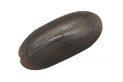 Seeds-of-Chir-pine