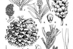Sketch-of-Chir-pine