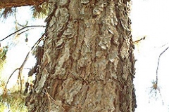 Trunk-of-Chir-pine