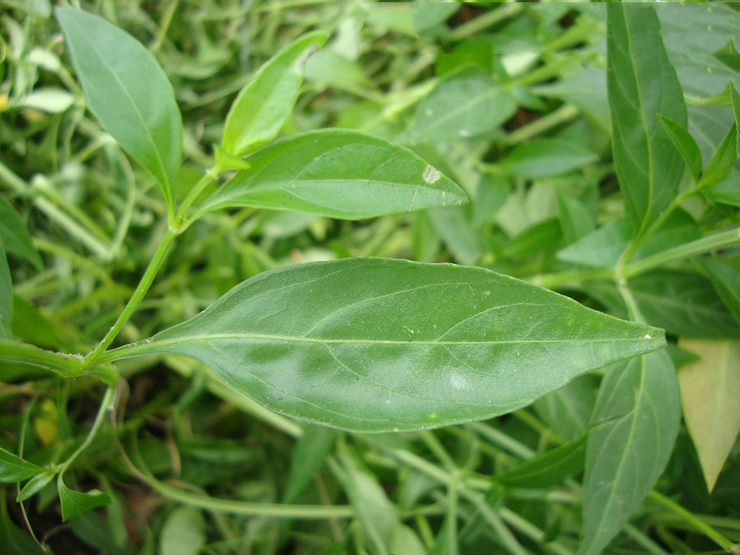 Leaves-of-Chiretta