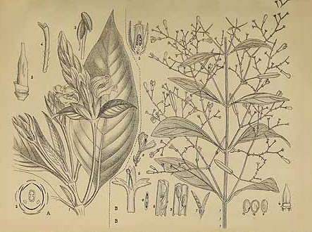 Plant-Illustration-of-Chiretta