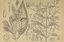 Plant-Illustration-of-Chiretta