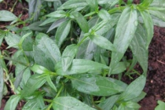 Chiretta-Plant