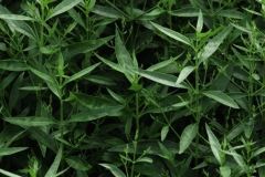 Chiretta--herb