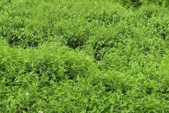 Chiretta-plant-growing-wild