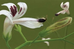 Closer-view-of-Flower-of-Chiretta