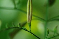 Fruit-of-Chiretta