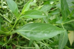 Leaves-of-Chiretta