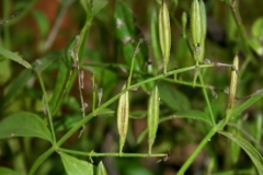 Mature-fruits-of-Chiretta